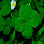 The Four Leaf Clover